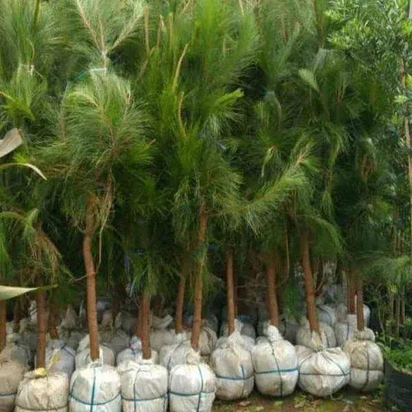 pohon cemara pinus